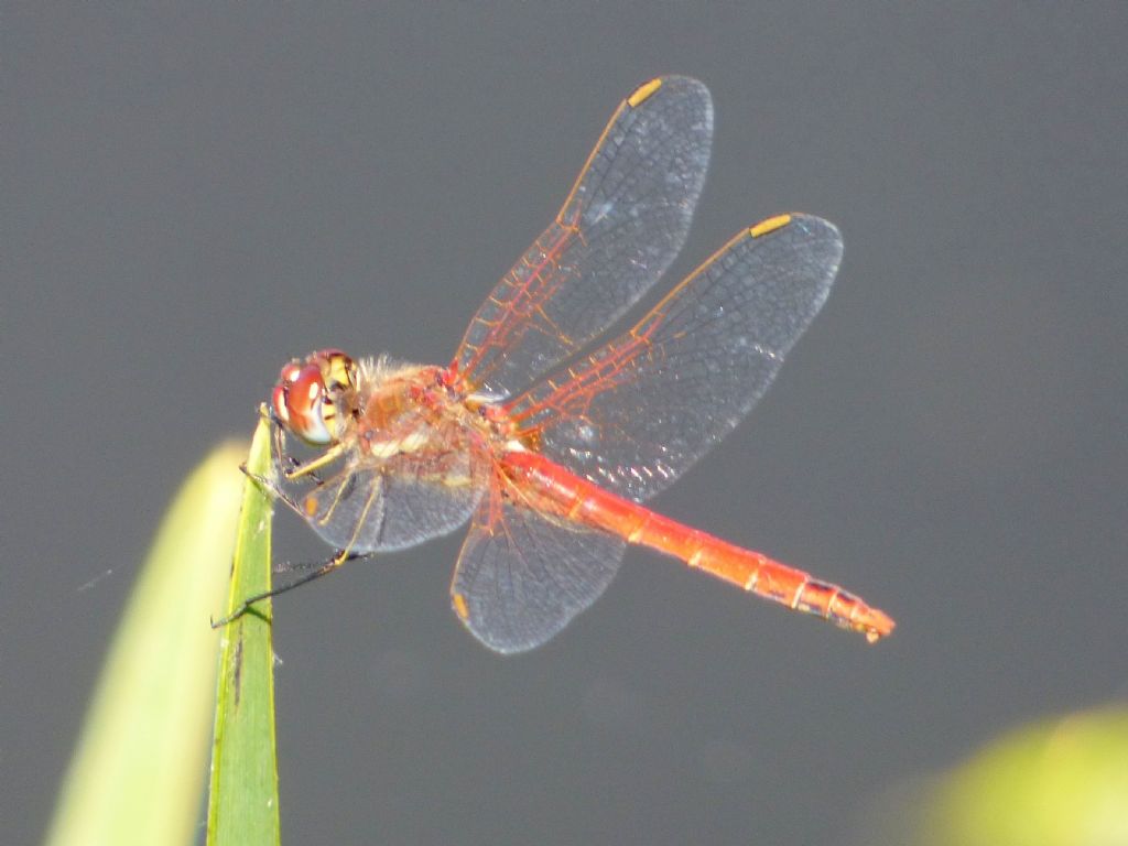 Sympetrum fonscolombii