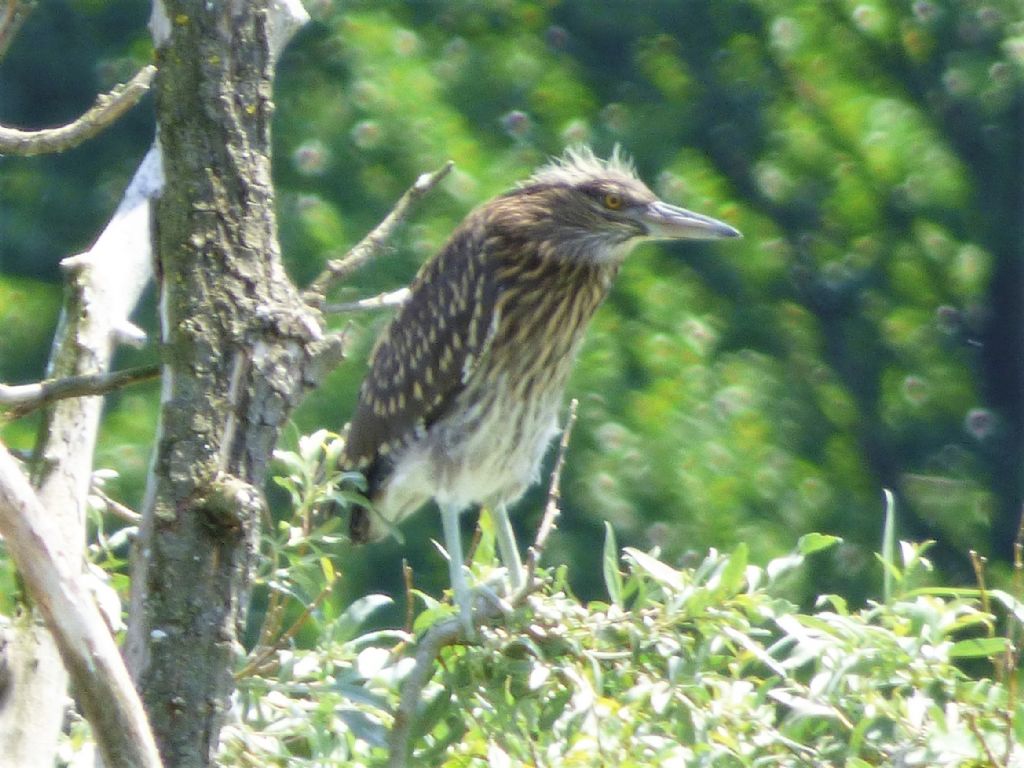 Nitticora (Nycticorax nycticorax)