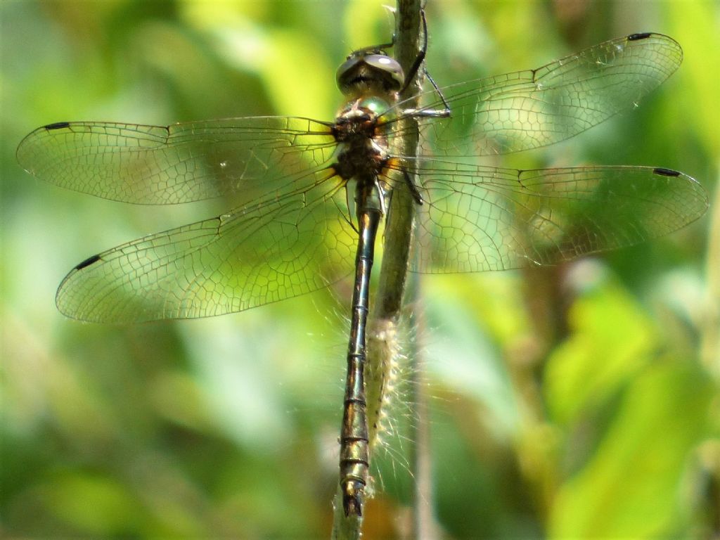 Cordulia aenea - No, Oxygastra curtisii maschio