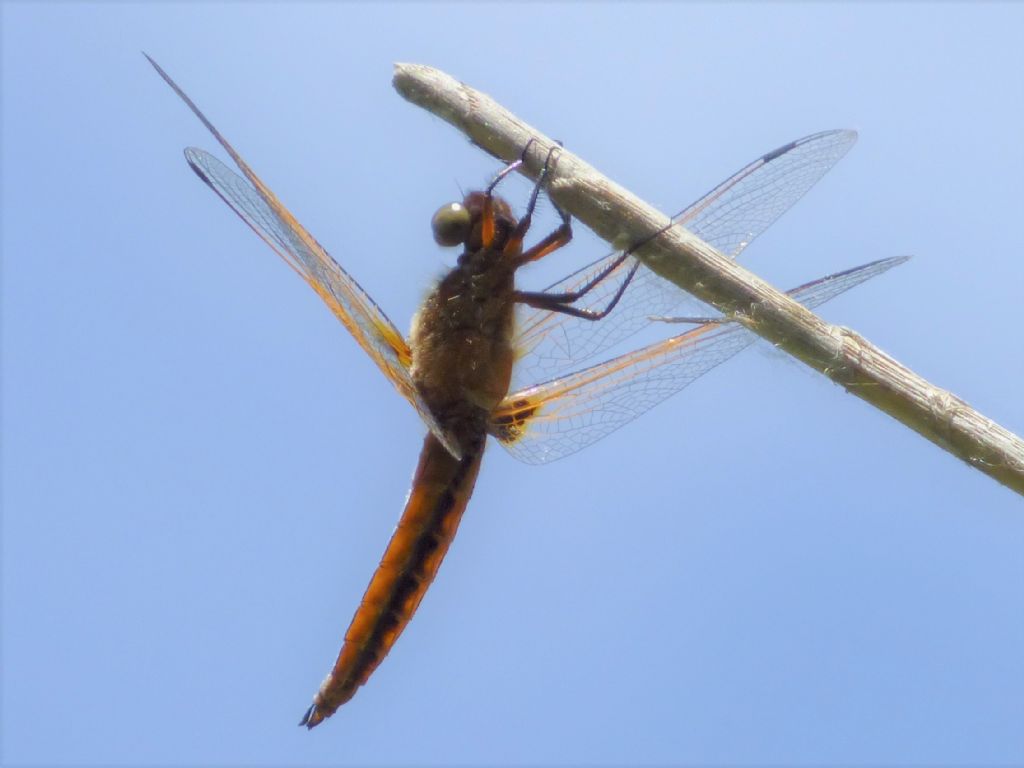 Libellula fulva