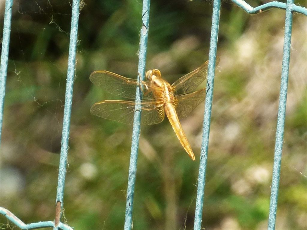 Immaturo di Orthetrum? No, Crocothemis erythraea maschio giovane