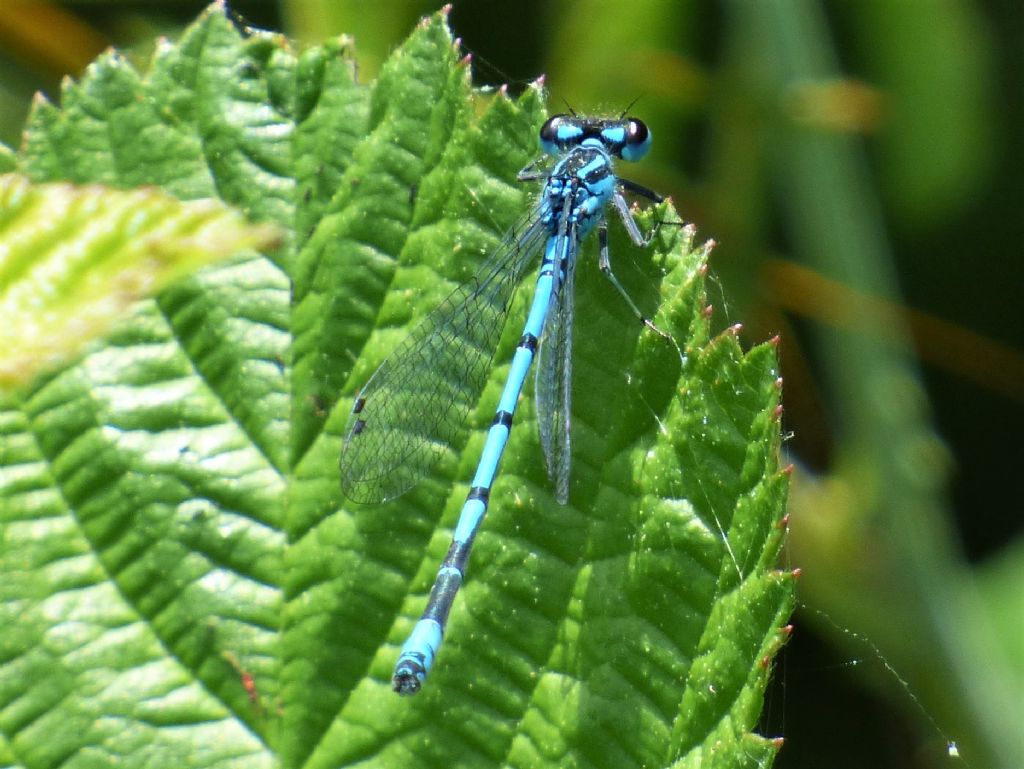 Coenagrion puella