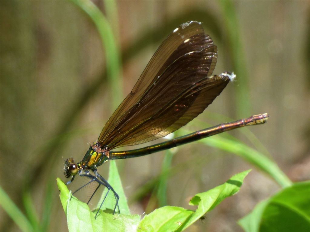 Calopteryx virgo?  S !