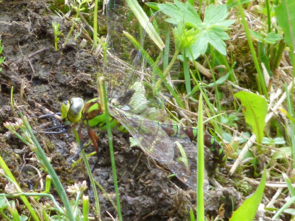 Aeshna cyanea in deposizione