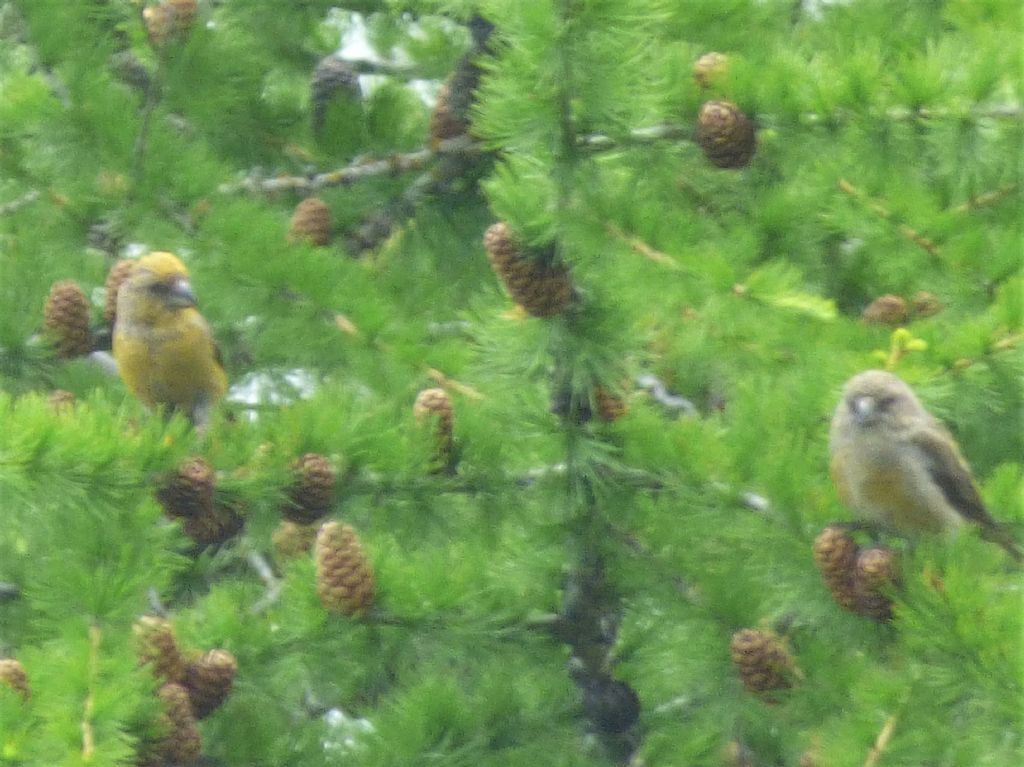 Crocieri   (Loxia curvirostra)