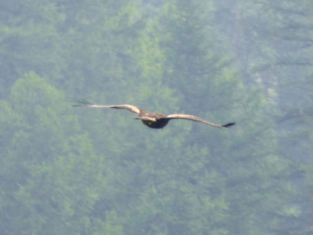 Aquila reale (Aquila chrysaetos)