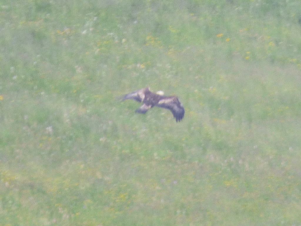 Aquila reale (Aquila chrysaetos)