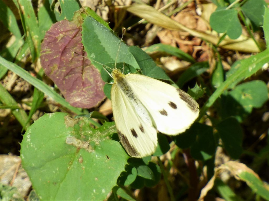 Pieris rapae