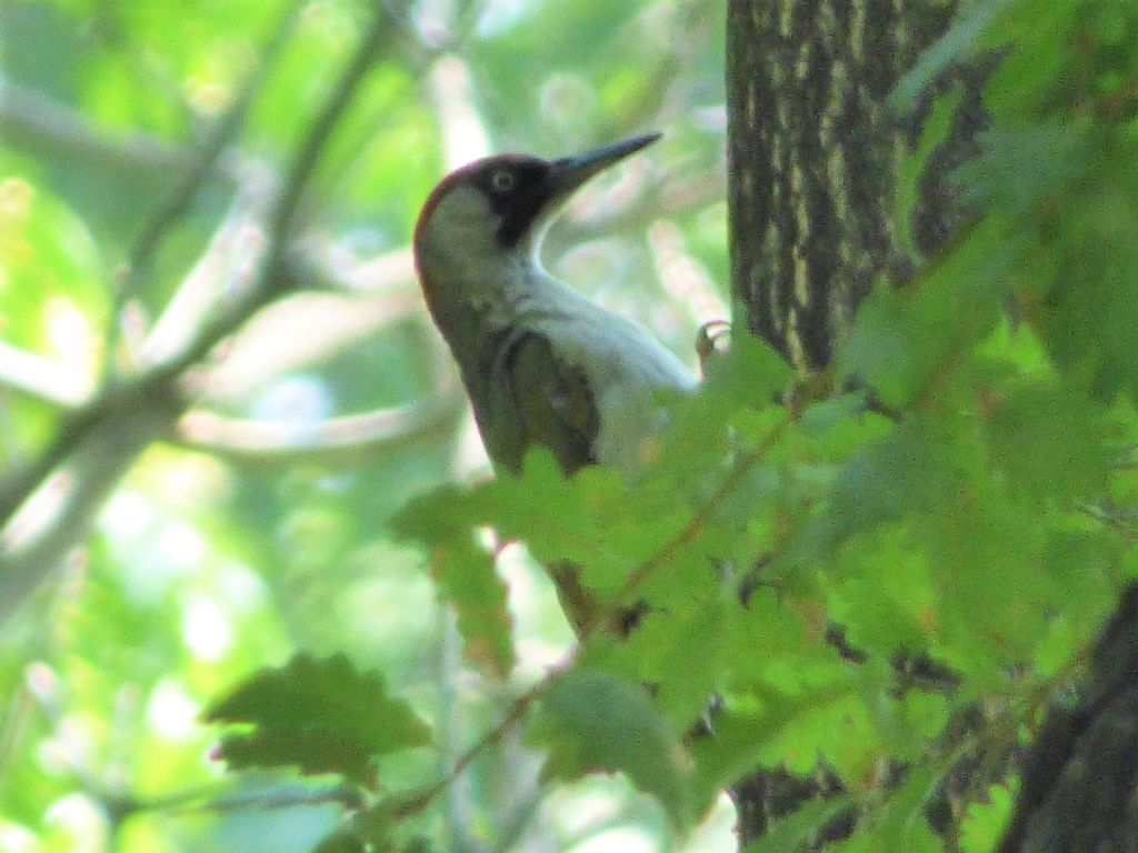 Picchio verde (Picus viridis)