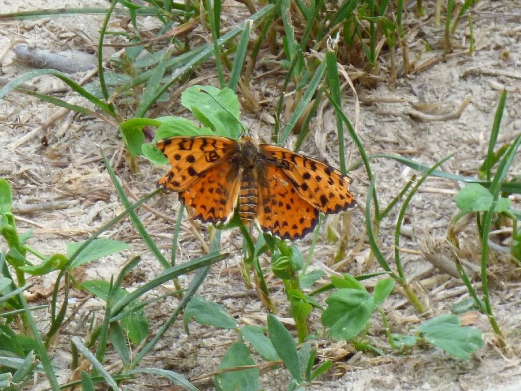 Melitaea didyma