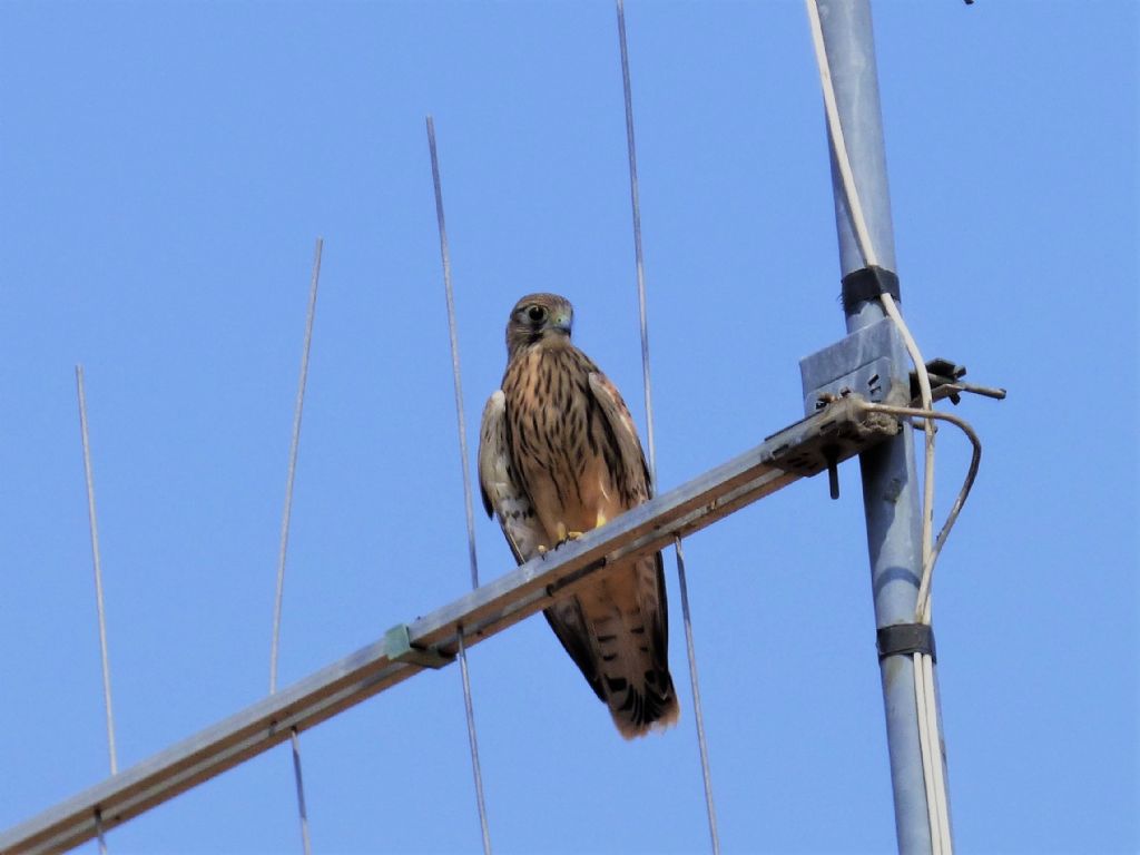 Gheppio (Falco tinnunculus)