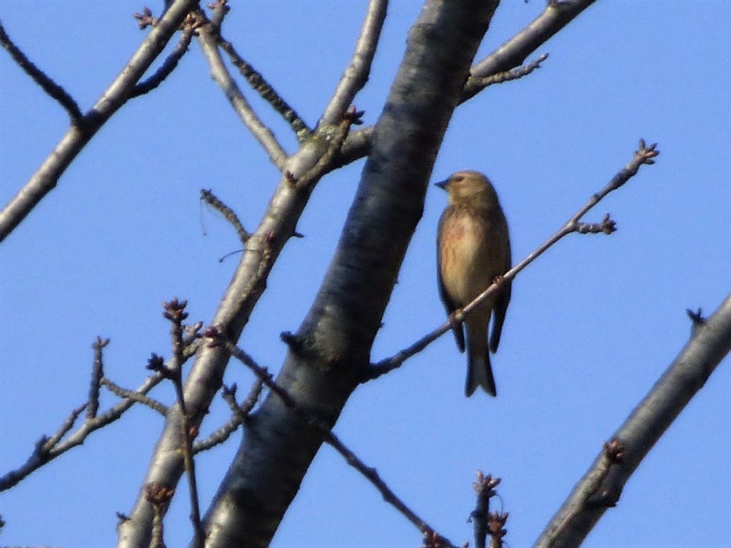 Fanello (Carduelis cannabina)