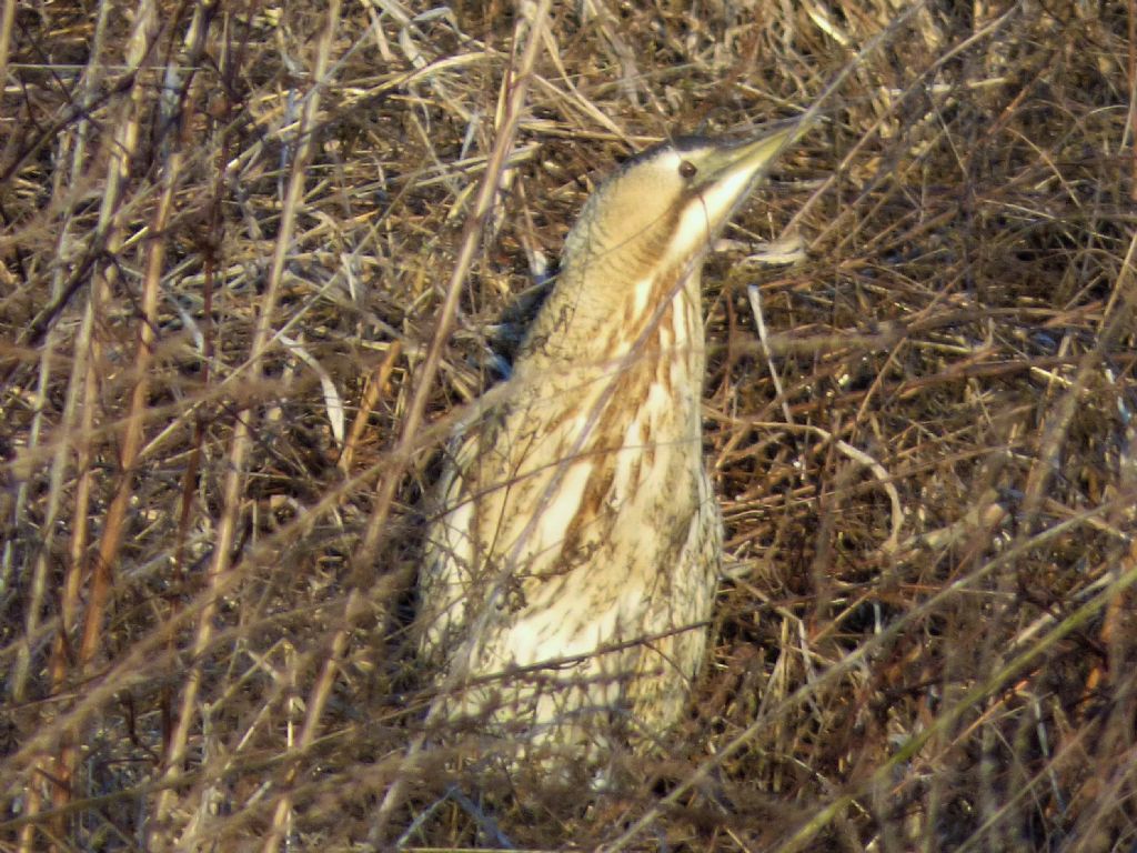 Tarabuso (Botaurus stellaris)