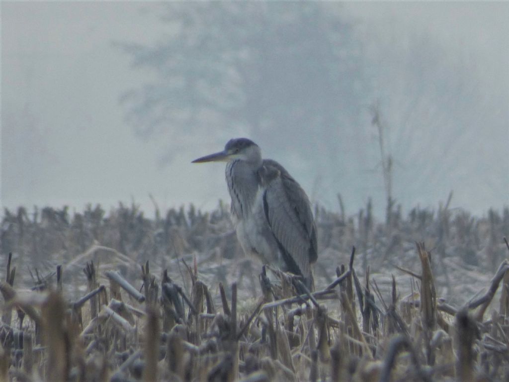 Airone cenerino (Ardea cinerea)