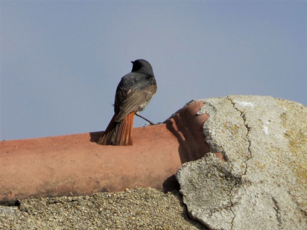 Codirosso spazzacamino (Phoenicurus ochruros)