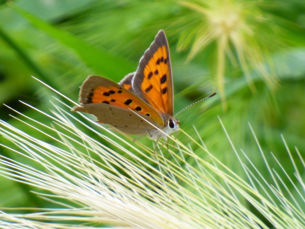 Lycaena phlaeas