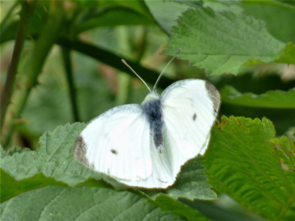 Pieris rapae...credo :)