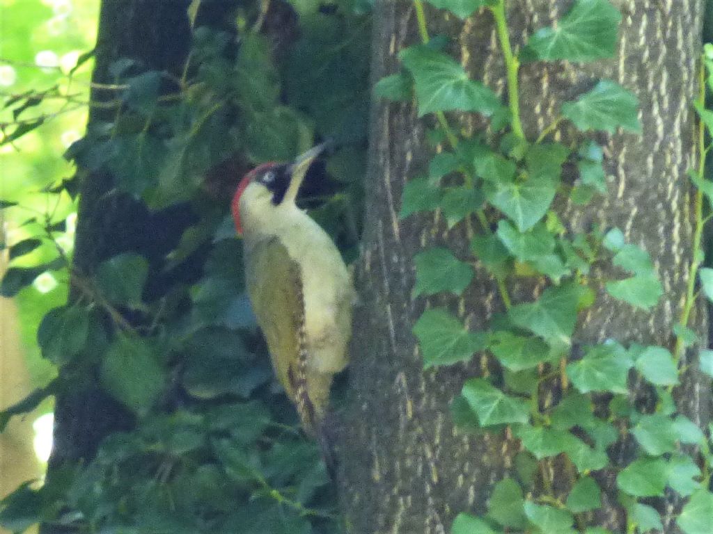 Picchio verde (Picus viridis)