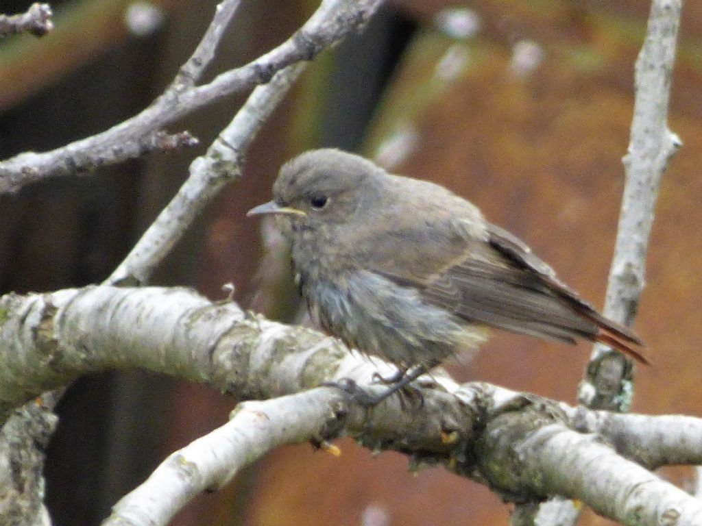 Codirosso spazzacamino (Phoenicurus ochruros): nuovi nati