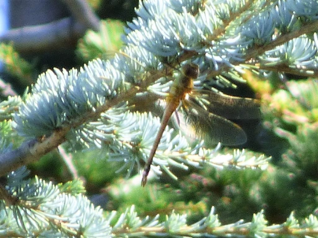 Anax ephippiger