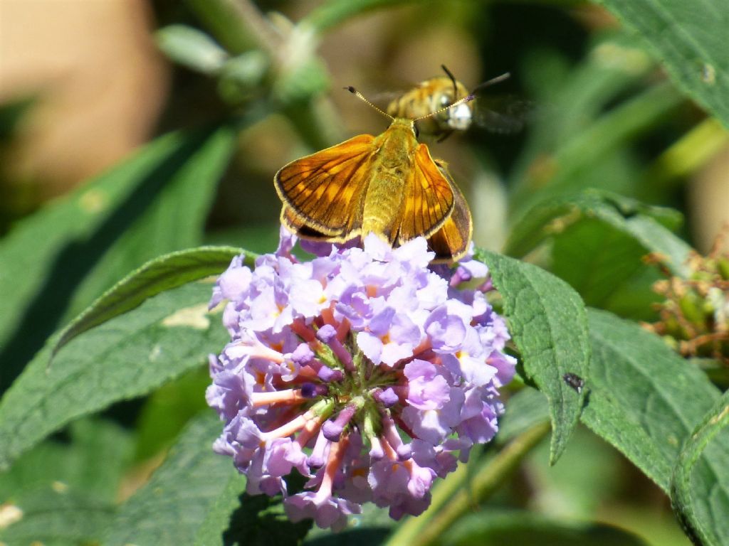 Ochlodes sylvanus