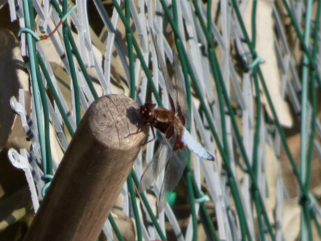 Libellula depressa