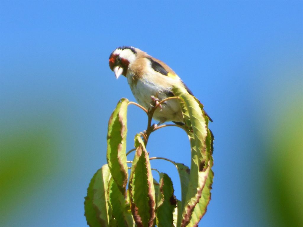 Cardellino (Carduelis carduelis)