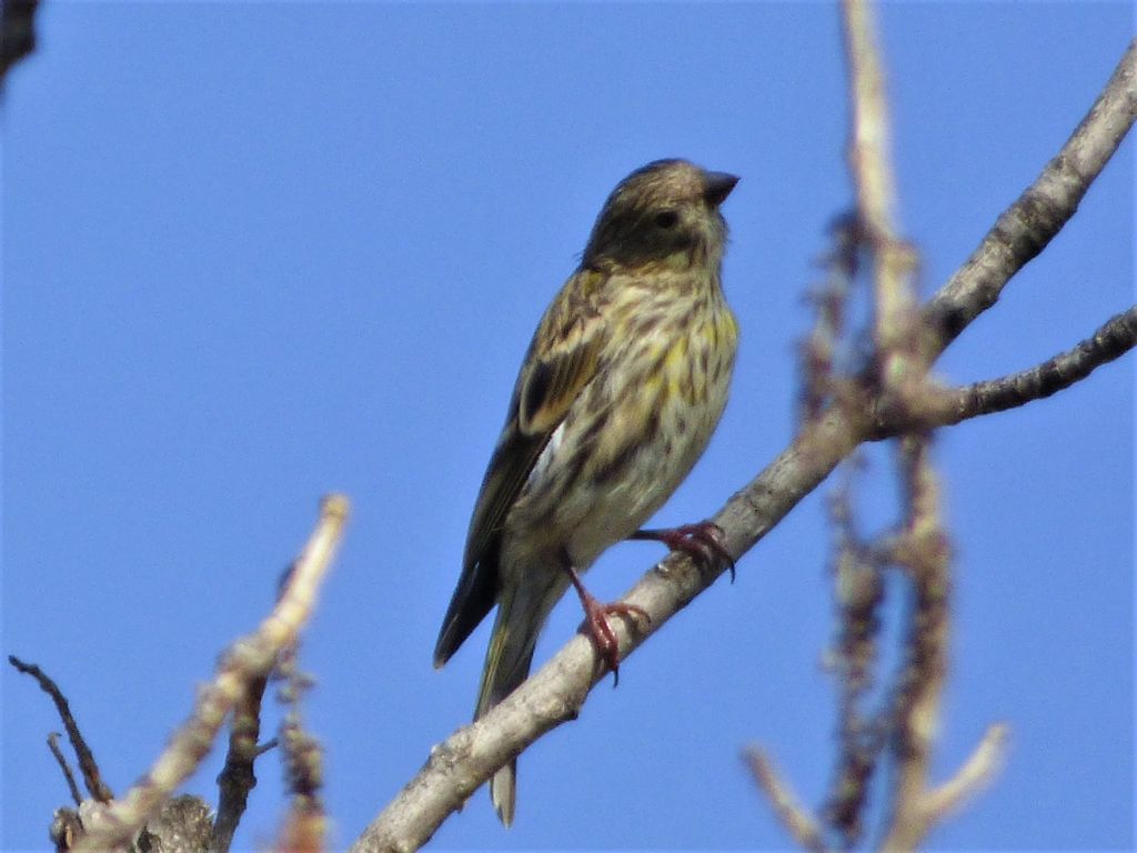 Verzellino (Serinus serinus) juv