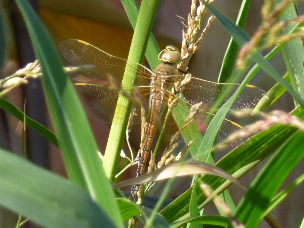 Anax ephippiger