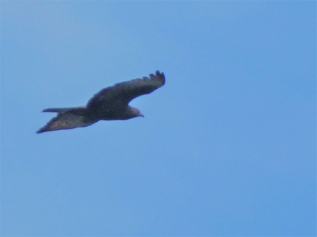 Falco Pecchiaiolo (Pernis apivorus) in migrazione