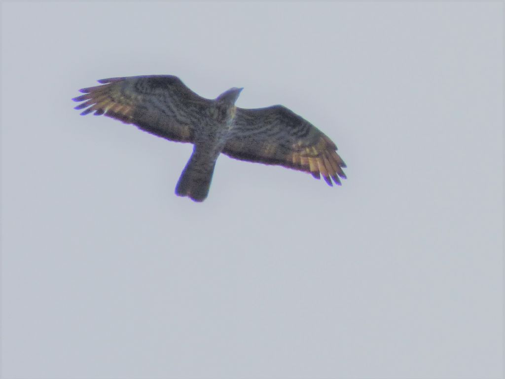 Falco Pecchiaiolo (Pernis apivorus) in migrazione