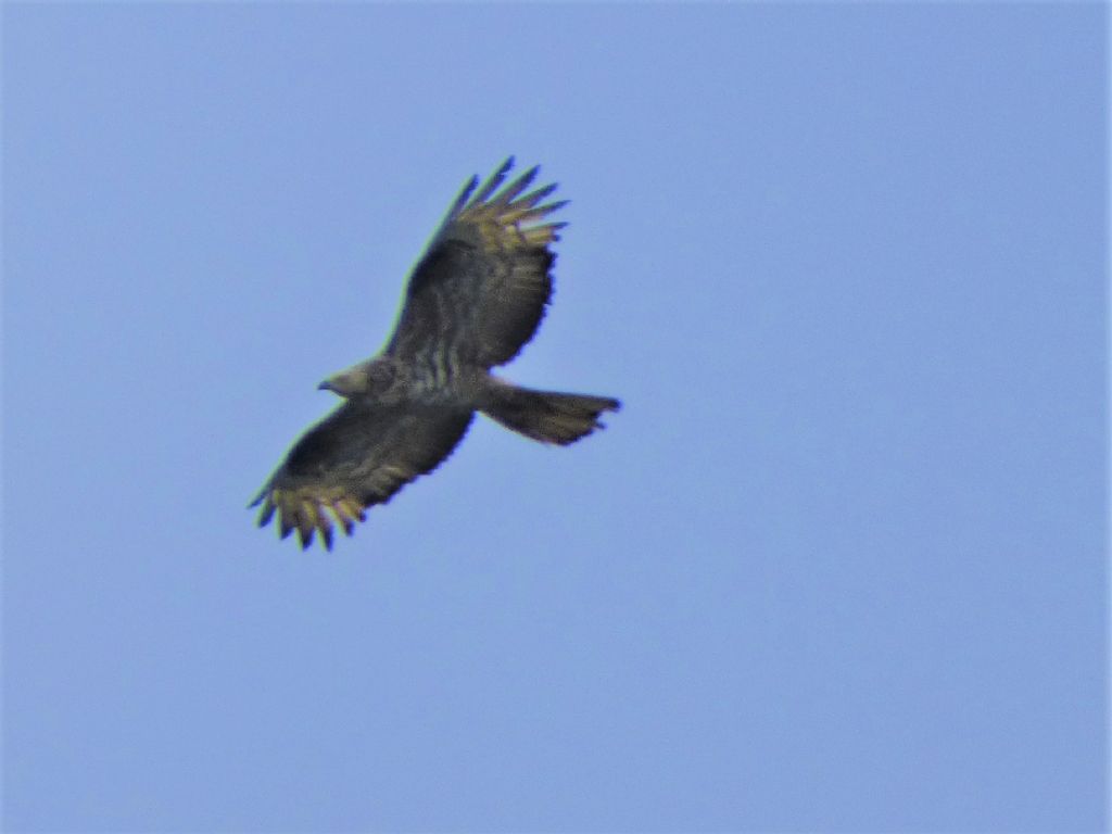 Falco Pecchiaiolo (Pernis apivorus) in migrazione