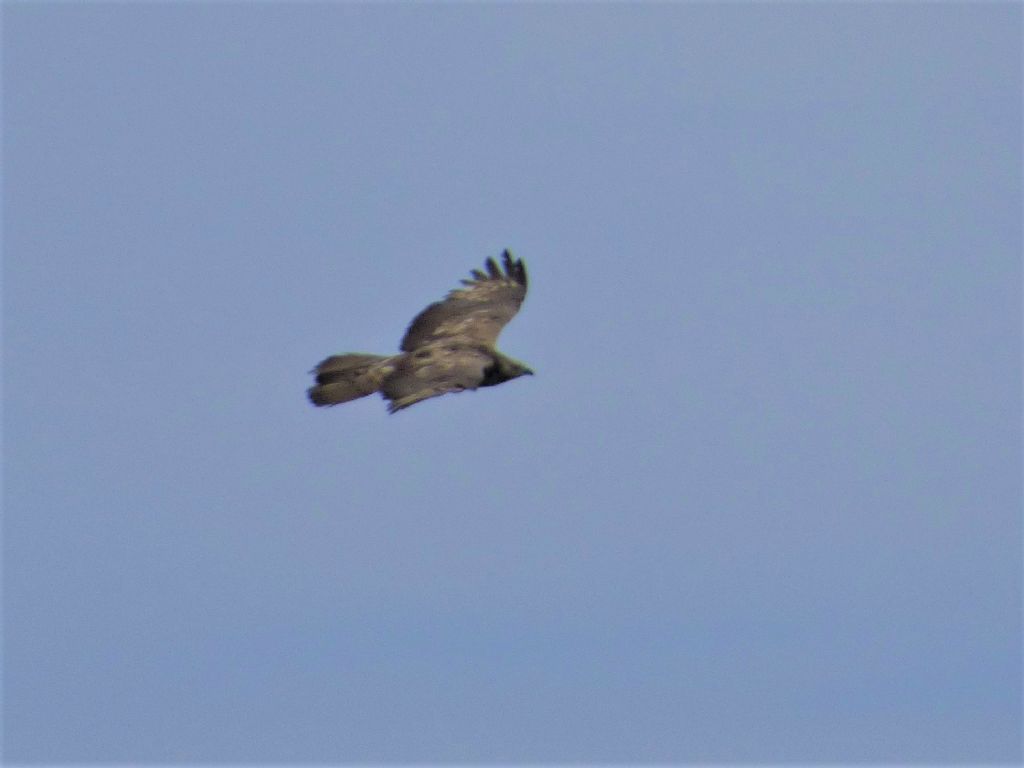 Falco Pecchiaiolo (Pernis apivorus) in migrazione