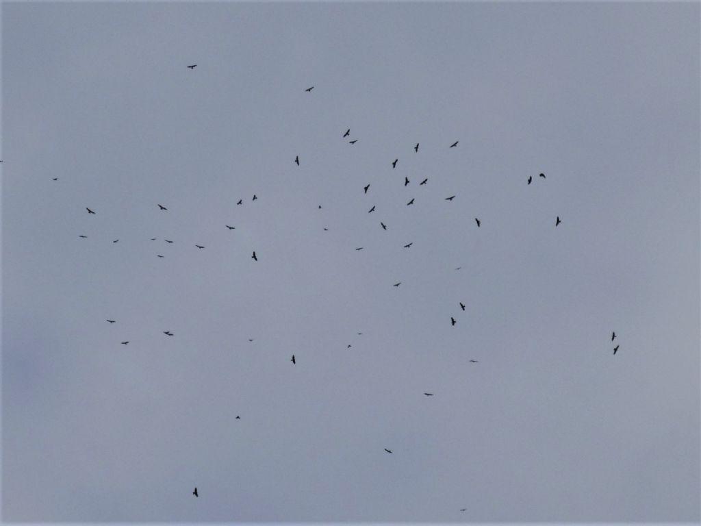 Falco Pecchiaiolo (Pernis apivorus) in migrazione