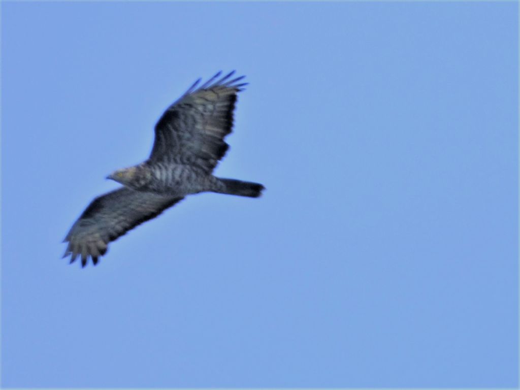 Falco Pecchiaiolo (Pernis apivorus) in migrazione