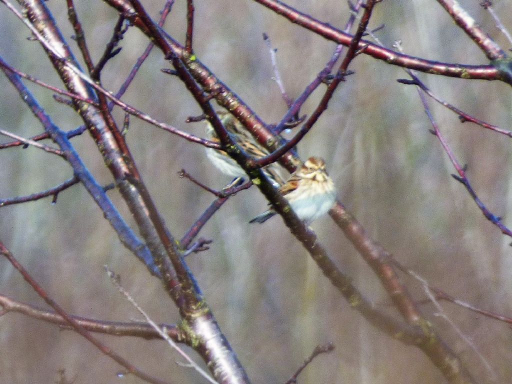 Migliarino di palude (Emberiza schoeniclus)