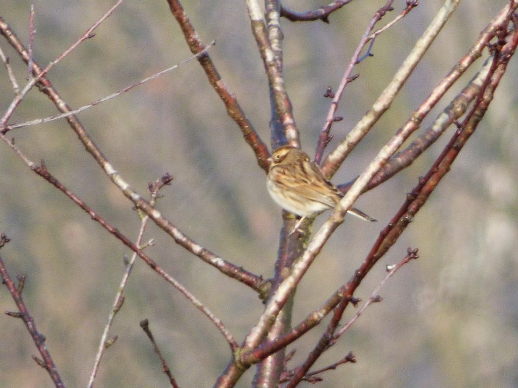 Migliarino di palude (Emberiza schoeniclus)