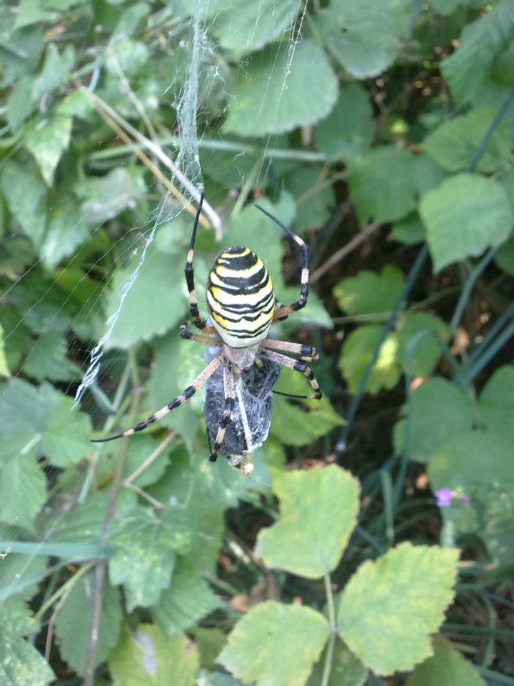 Argiope bruennichi cuneese