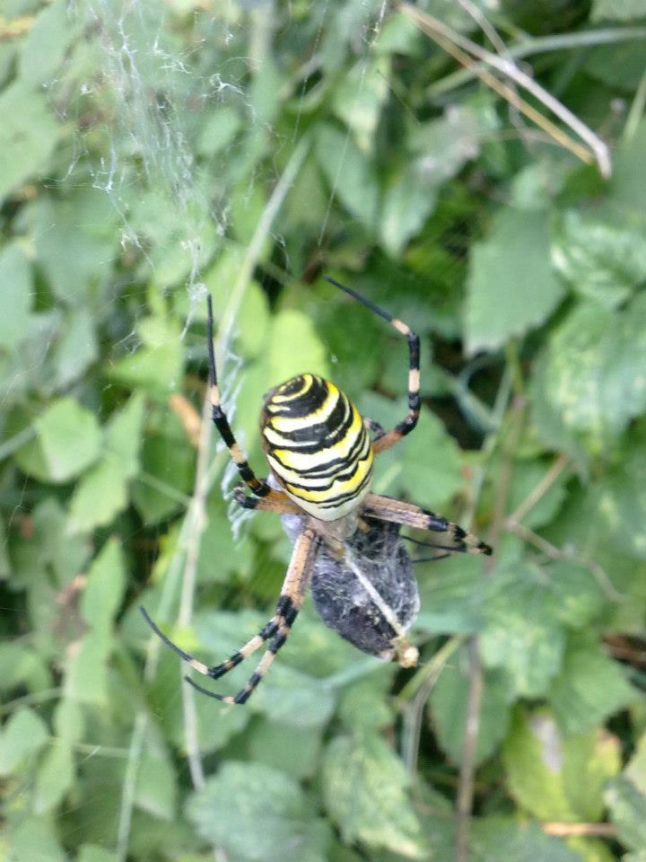 Argiope bruennichi cuneese