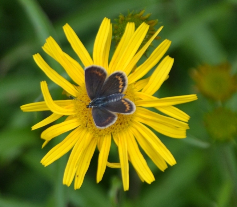 Plebejus ?