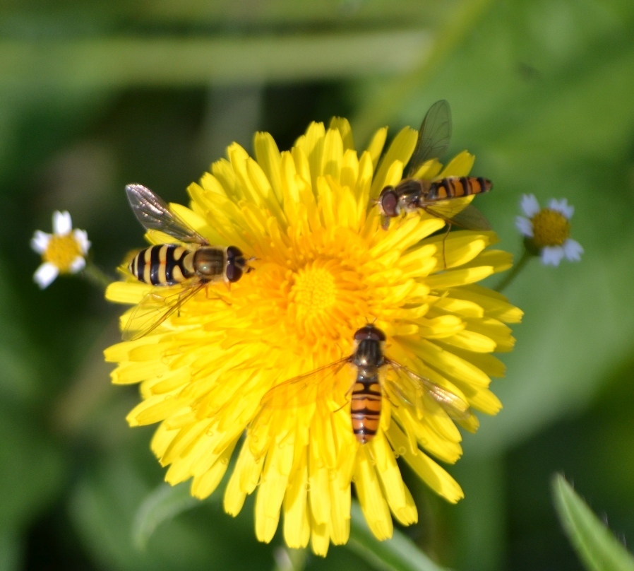 Syrphus sp. ?  S,  Sirphus ribesii