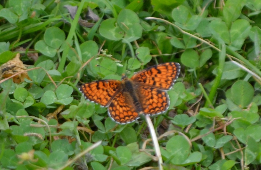 Melitaea in campagna: Melitaea phoebe