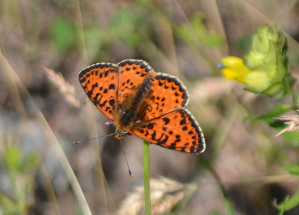 Melitaea in montagna: Melitaea didyma