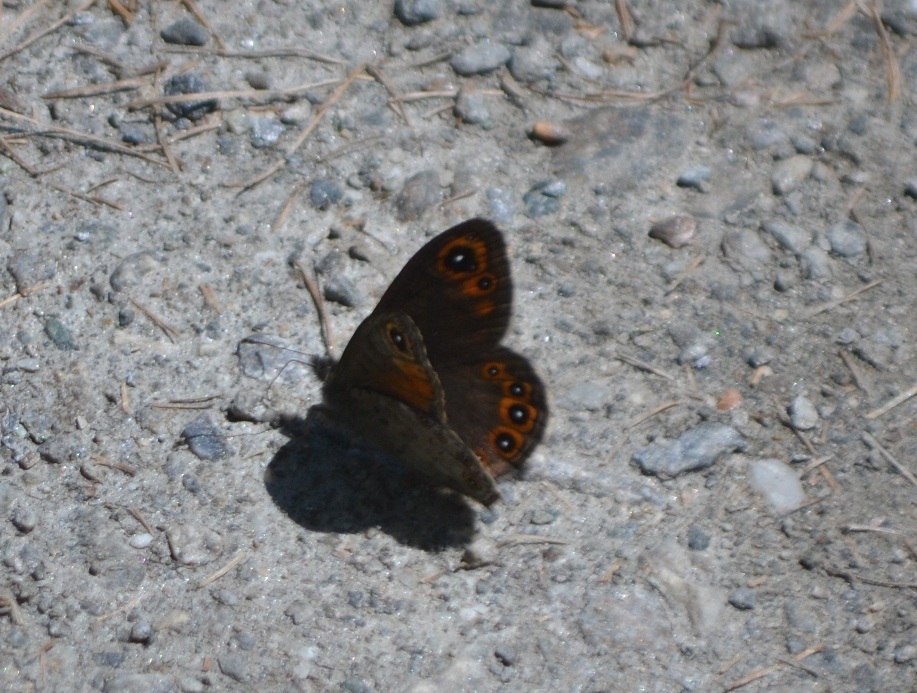 Lasiommata da id.: Lasiommata petropolitana