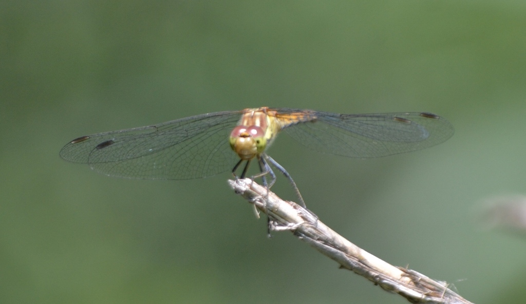 Sympetrum oppure no? s, S. sanguineum