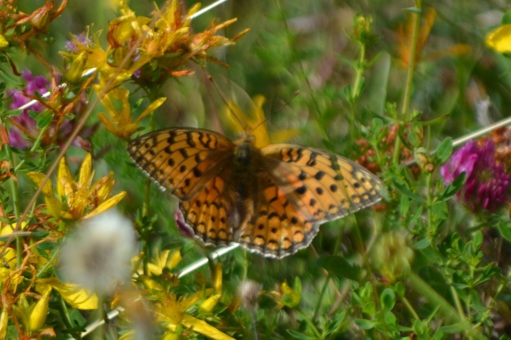 Argynnis oppure no?