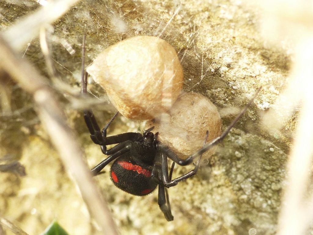 Latrodectus tredecimguttatus - Tolfa (RM)