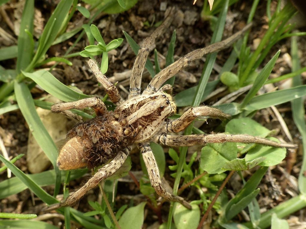 Hogna radiata con prole - Tolfa (RM)