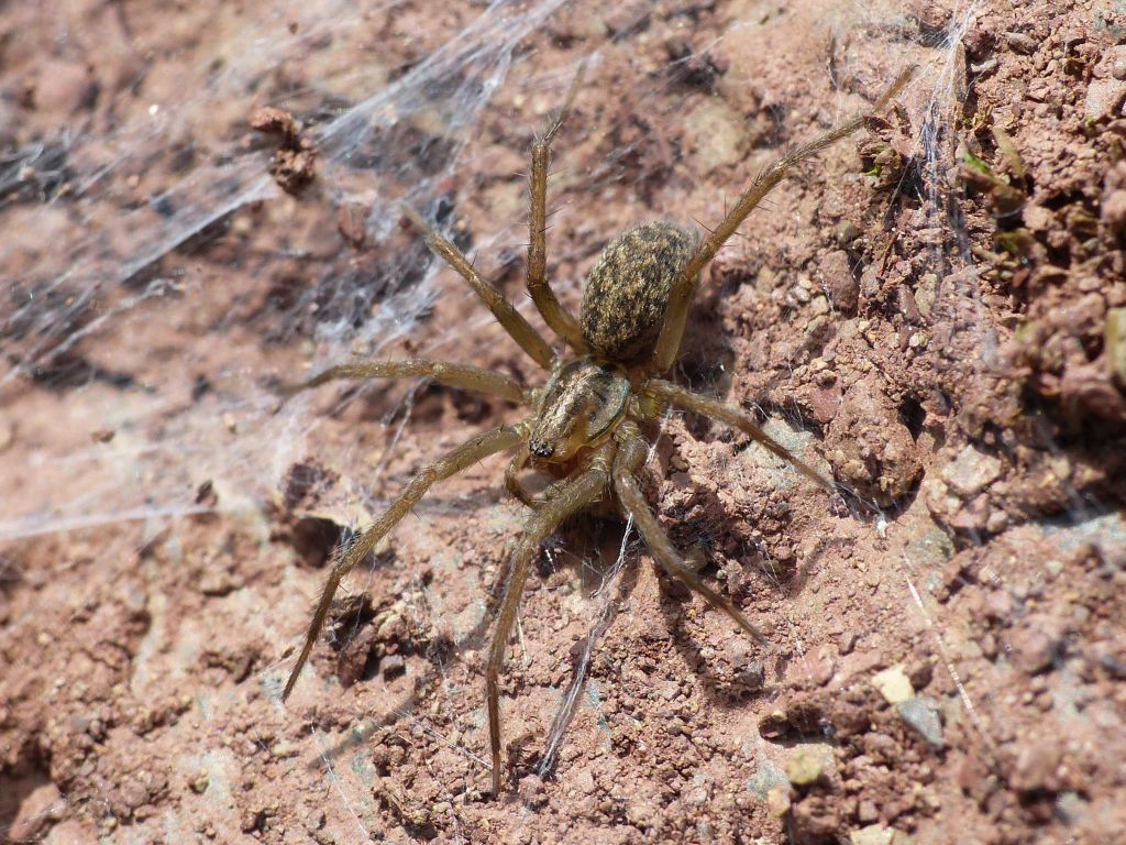 Eratigena sp.?  S, Eratigena agrestis - Monte Labbro, Roccalbegna (GR)