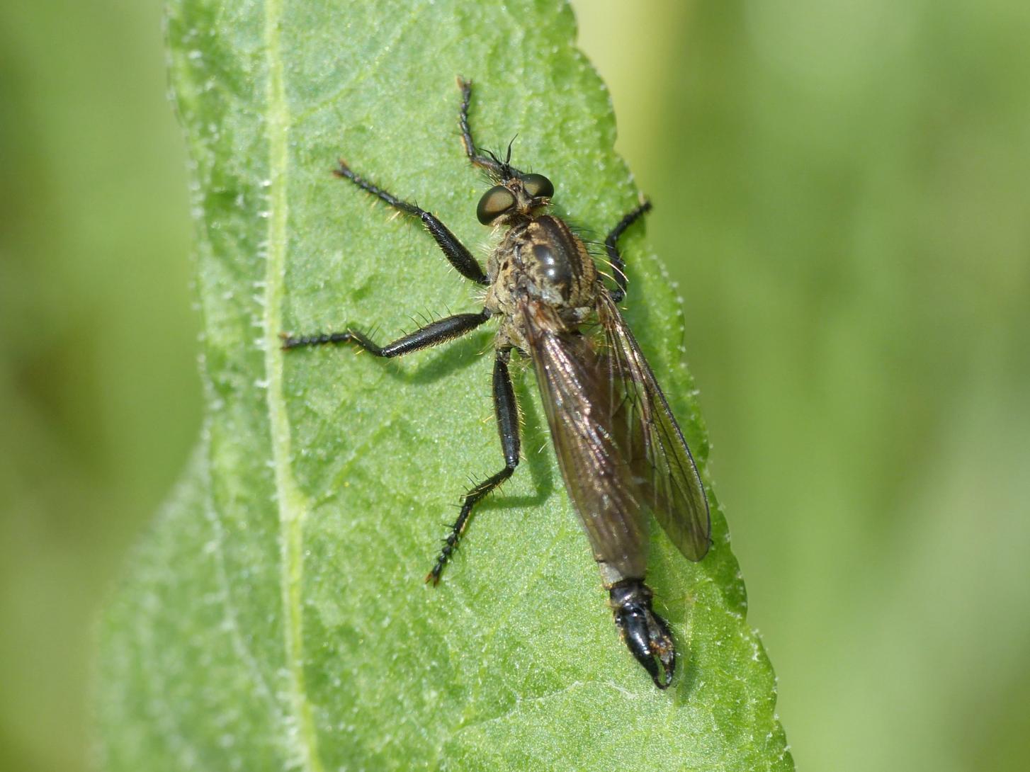 Asilidae dei Castelli Romani 2